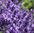 Ätherisches Öl Lavendel Bergland