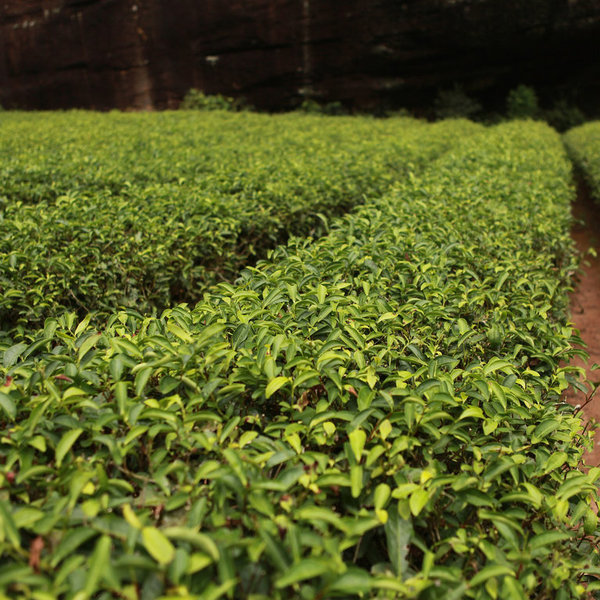 Ätherisches Bio-Öl Teebaumöl
